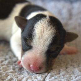 Earl - Tri-color male Jack Russell Terrier puppy in Menifee, California from Wendover Terriers