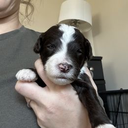 Sheepadoodle Puppies from Taylor's Sheepadoodle Puppies
