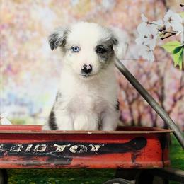 Hornet - Blue merle male Border Collie puppy in Avilla, Indiana from Borderline Kennels