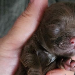 Vee - Liver Shih Tzu puppy in Phoenix, Arizona from AZSHIHTZCREW