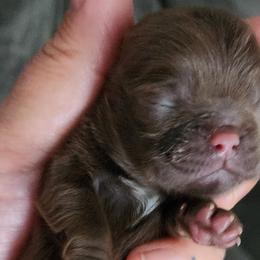 Vee - Liver Shih Tzu puppy in Phoenix, Arizona from AZSHIHTZCREW