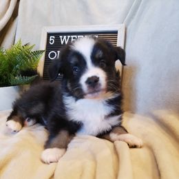 Miniature Australian Shepherd Puppies from Wilkers Wholehearted Mini Aussies
