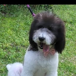 Goldendoodle and Poodle Puppies from Elizabeth Rocha's Doodles
