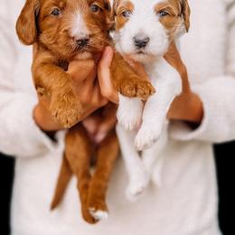 Goldendoodle Puppies from Nozomi Farms
