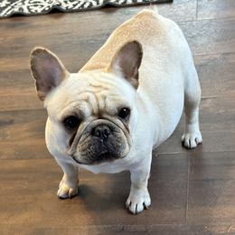 Gretchen - French Bulldog