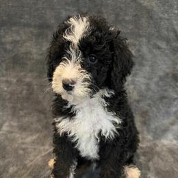 Ella - Black and white female Bernedoodle puppy in Battle Creek, Michigan from T-Rose’s Bernedoodle & Pomsky Puppies