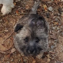 Cairn Terrier Puppies from Ferguson's Cairn Terriers