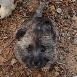 Cairn Terrier Puppies from Ferguson's Cairn Terriers