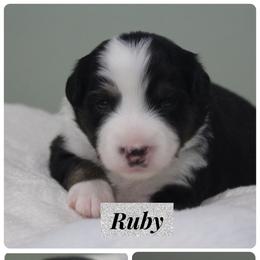 Miniature Australian Shepherd Puppies from Wes Whitehead
