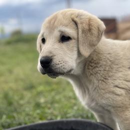 Anatolian Shepherd Dog Puppies from Wild Rooster Family Farm – AKC Anatolian Shepherd Breeder, OFA Health Tested