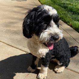 Lacey - Australian Labradoodle