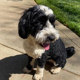 Lacey - Australian Labradoodle