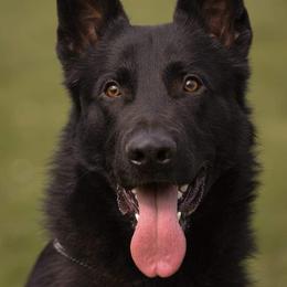 Ferro - German Shepherd