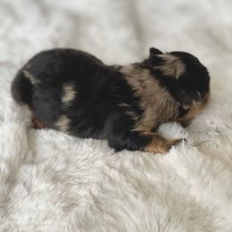 Pomeranian and Pomsky Puppies from Designer Pomeranians