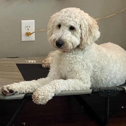 Maggie - Assorted Doodle Crosses
