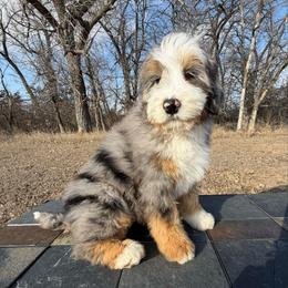 Hazel - Blue merle female Bernedoodle puppy in Sioux Falls, South Dakota from WhiskeyCreek Doodles