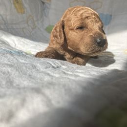Goldendoodle Puppies from Cassie Farms