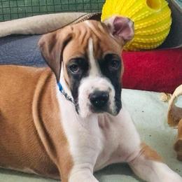 AKC Boy 1 - Fawn male Boxer puppy in Plainville, Connecticut from AKC Boxer Club Plainville and Plank trail boxers