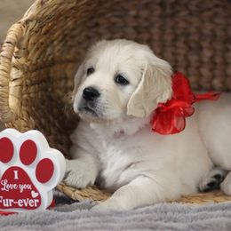 Penny-Red - Golden Retriever puppy from Dandelion Meadows Farm