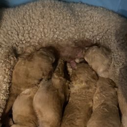 Sheepadoodle Puppies from Doodles of Central Arkansas
