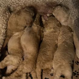 Sheepadoodle Puppies from Doodles of Central Arkansas