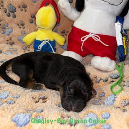 Quigley Green Collar - Black and red male German Shepherd puppy in Hillsboro, Indiana from Salty Raccoon Ranch German Shepherds