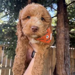 Blaze - Caramel male Australian Labradoodle puppy in Citrus Heights, California from Elite Blend Labradoodles
