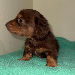 Hersey - Chocolate and tan male Dachshund puppy in Huntington, Texas from Wild Briar Dachshunds