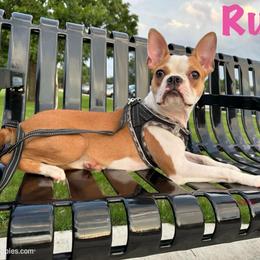 RUBY TUESDAY - Red female Boston Terrier puppy in Anderson, South Carolina from Lola’s House of Bostons & Rescue