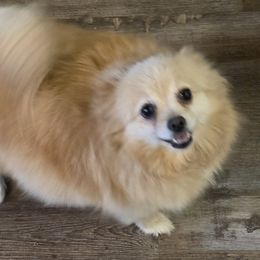 Kiara - Pomeranian