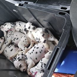 Girl 5 - White and black female Dalmatian puppy in New York from Drake's Dalmatians