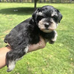 Gretchen - Black and silver female Miniature Schnauzer puppy in Jayess, Mississippi from Barbara Clark