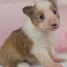 G-1 - Sable and white female Shetland Sheepdog puppy in Citra, Florida from Southpaw Herders LLC