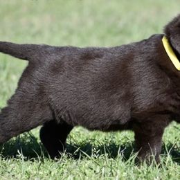 Labrador Retriever Puppies from Lonestar Labradors C&E