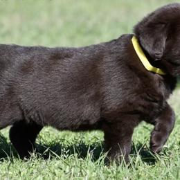 Labrador Retriever Puppies from Lonestar Labradors C&E