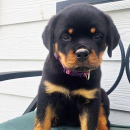 Girl 2 (Purple) - Black and rust female Rottweiler puppy in San Antonio, Texas from HAUS OF RZA