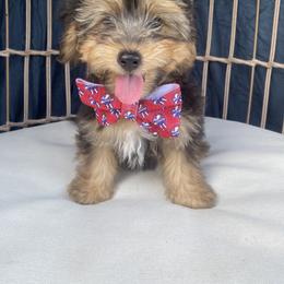 Sarge - Black tri-color male Aussiedoodle puppy in Knoxville, Tennessee from Legacy Farm