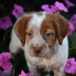 Nova - Orange roan female Brittany puppy in Hollidaysburg, Pennsylvania from Royal Flush Farms