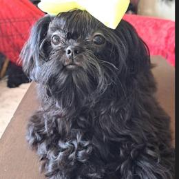 Shih Tzu puppies from Polly Pockets Imperial Shih Tzu’s