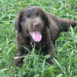 Aussiedoodle Puppies from Royal Paw Aussiedoodles