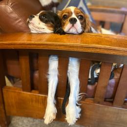 Cavalier King Charles Spaniels from Stoney Creek Ranch