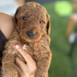 Goldendoodle Puppies from Ginger Doodles
