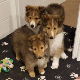 Shetland Sheepdogs from Serenade