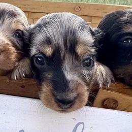 Diane (AKC) - Dapple female Dachshund puppy in Valley Springs, California from River Breeze Dachshunds