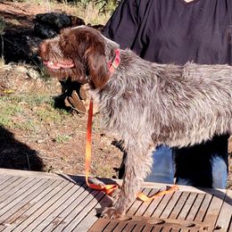 Greta - Wirehaired Pointing Griffon