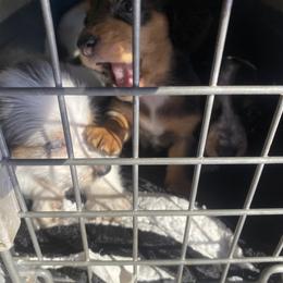 Dachshund Puppies from LPS weenies