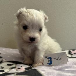 Boy 3 - male Maltese puppy in Pasco, Washington from Hops-a-Lot Maltese Ranch
