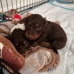 Rubeus - Chocolate and tan male Dachshund puppy in Englewood, Ohio from TS Dachshunds