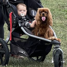 Cavalier King Charles Spaniels from StackBright Cavaliers
