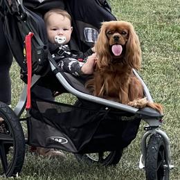 Cavalier King Charles Spaniels from StackBright Cavaliers